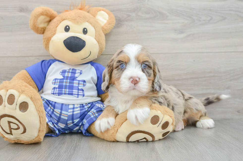 6 week old Mini Bernedoodle Puppy For Sale - Lone Star Pups