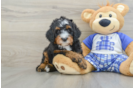 Little Mini Bernesedoodle Poodle Mix Puppy