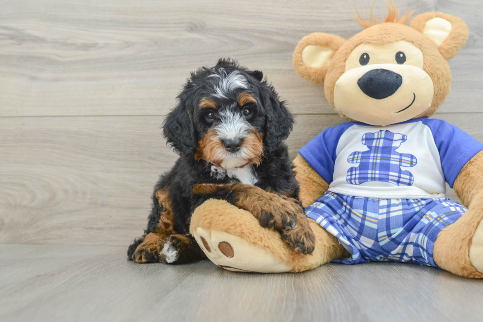 Little Mini Bernesedoodle Poodle Mix Puppy