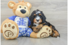 Mini Bernedoodle Pup Being Cute