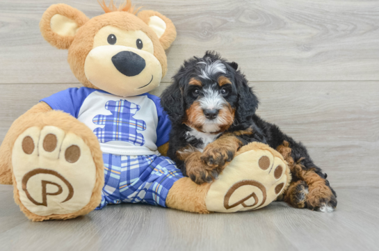 Mini Bernedoodle Pup Being Cute