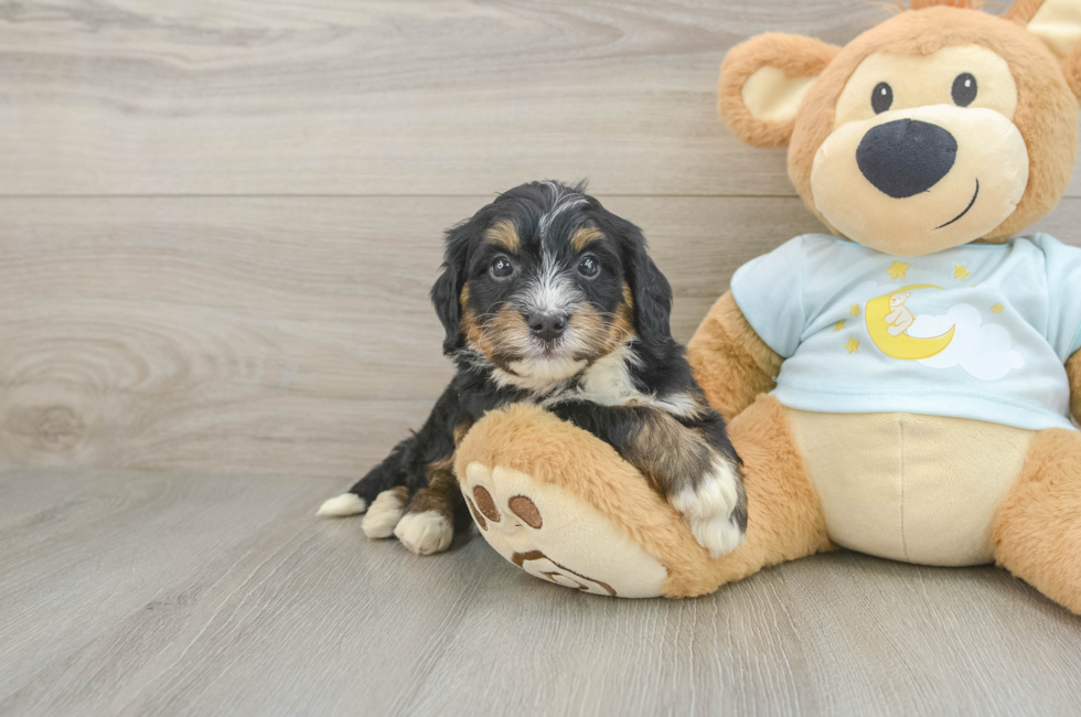 5 week old Mini Bernedoodle Puppy For Sale - Lone Star Pups