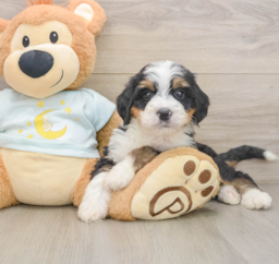 7 week old Mini Bernedoodle Puppy For Sale - Lone Star Pups