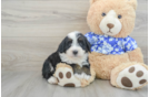 Mini Bernedoodle Puppy for Adoption