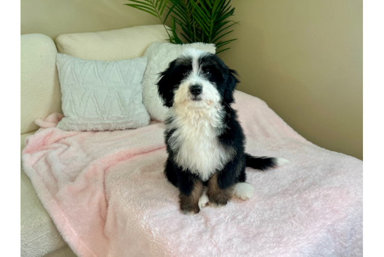 Cute Mini Bernese Poodle Poodle Mix Puppy