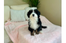 Cute Mini Bernese Poodle Poodle Mix Puppy