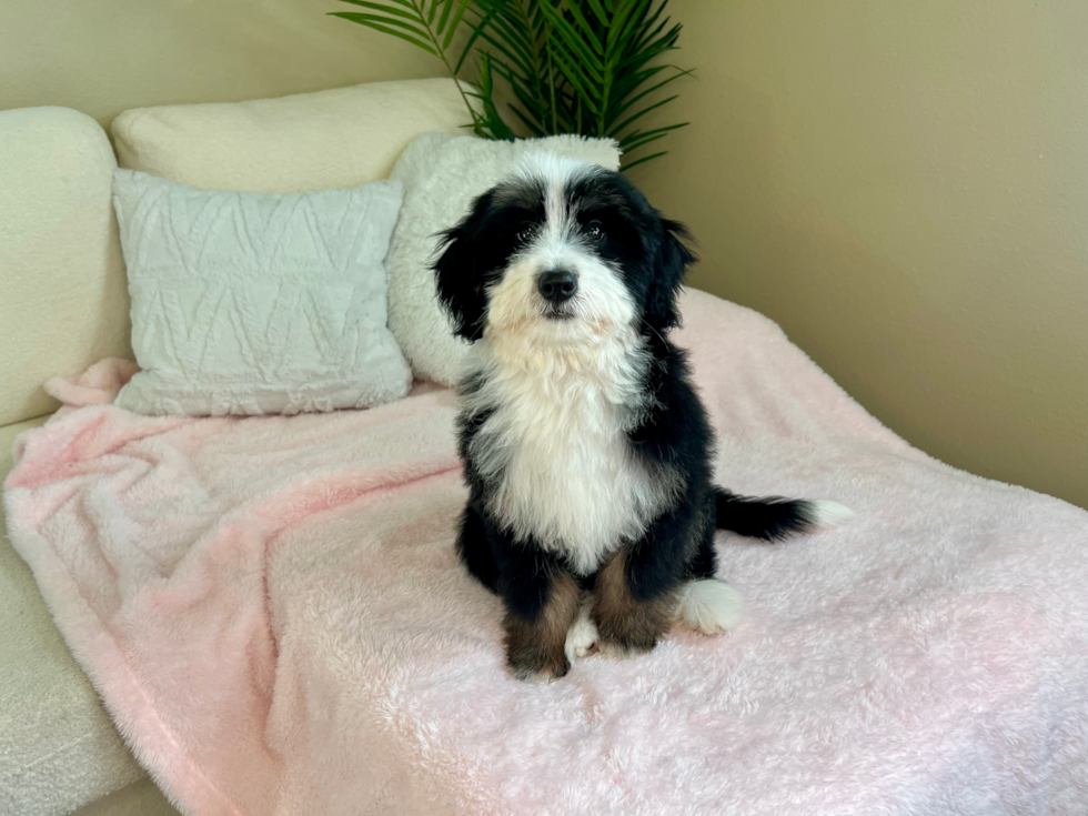 Cute Mini Bernese Poodle Poodle Mix Puppy