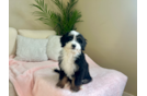 Cute Mini Bernedoodle Poodle Mix Pup