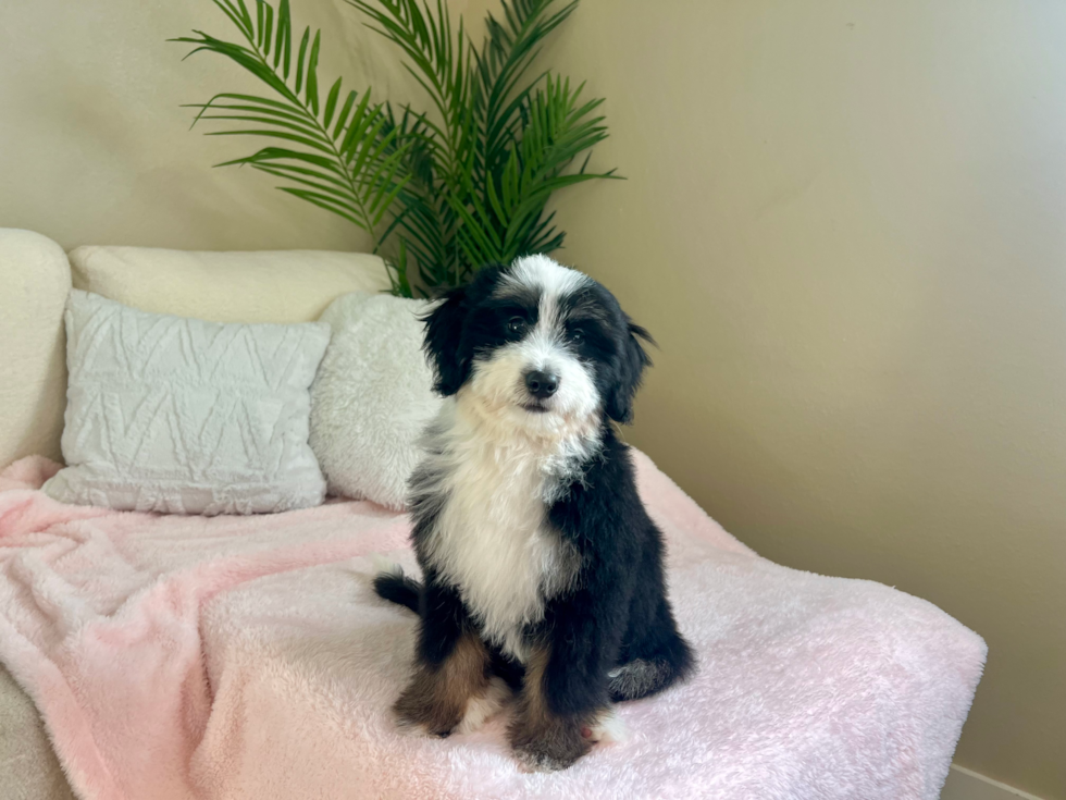 Cute Mini Bernedoodle Poodle Mix Pup