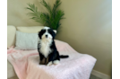 Cute Mini Bernedoodle Poodle Mix Pup