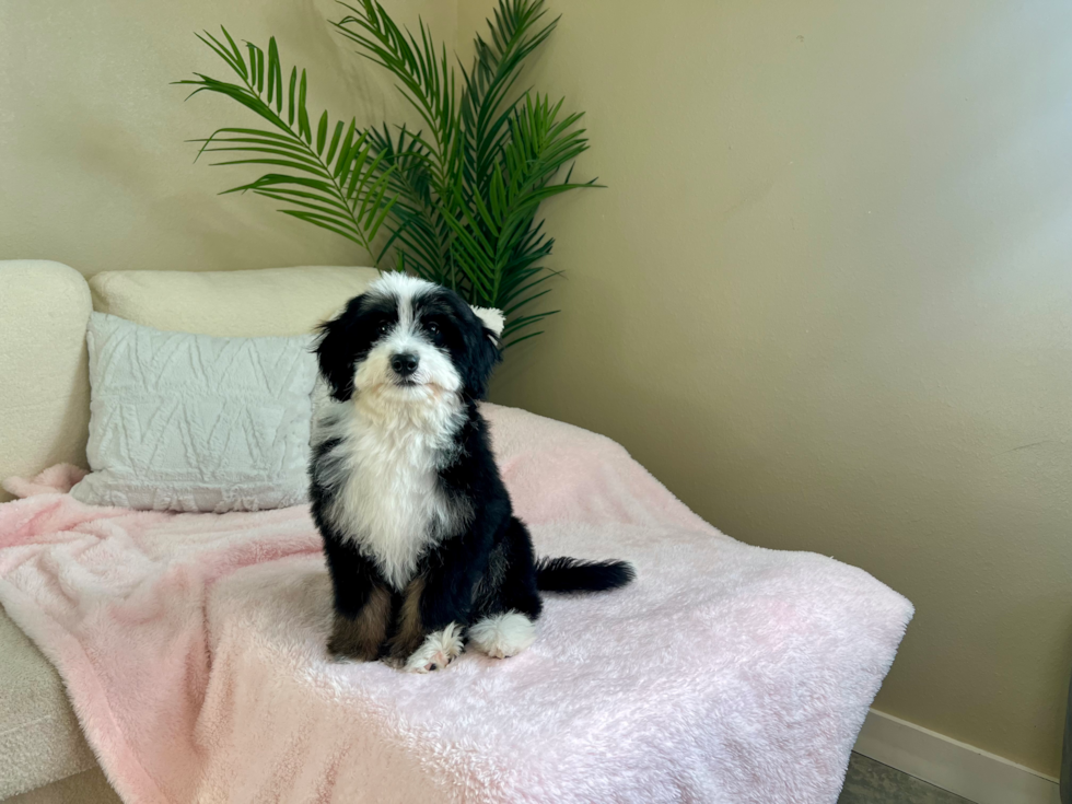 Cute Mini Bernedoodle Poodle Mix Pup