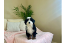 Mini Bernedoodle Puppy for Adoption