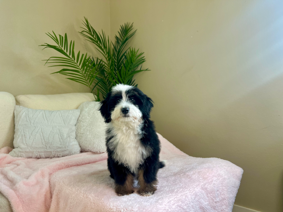 Mini Bernedoodle Puppy for Adoption