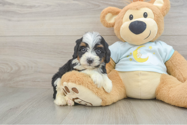 Energetic Mini Bernese Poodle Poodle Mix Puppy
