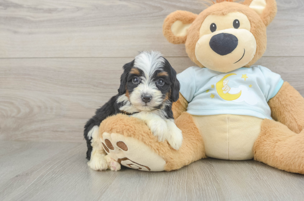 5 week old Mini Bernedoodle Puppy For Sale - Lone Star Pups
