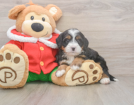 8 week old Mini Bernedoodle Puppy For Sale - Lone Star Pups