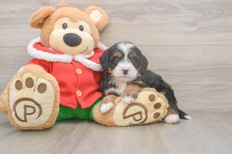 6 week old Mini Bernedoodle Puppy For Sale - Lone Star Pups