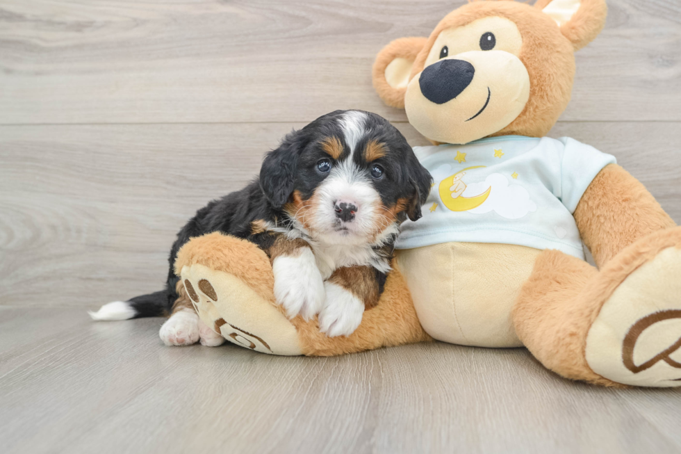 Best Mini Bernedoodle Baby