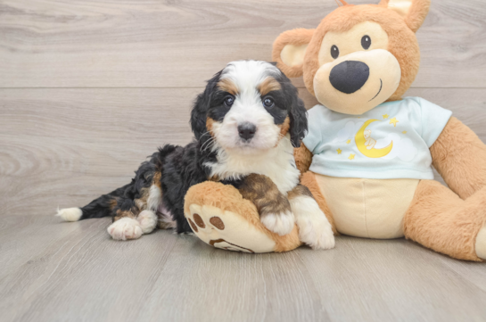 TRACY, a Mini Bernedoodle littermate