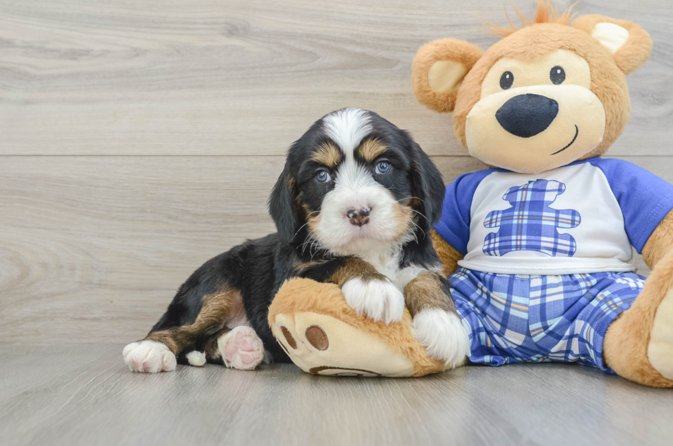 6 week old Mini Bernedoodle Puppy For Sale - Lone Star Pups