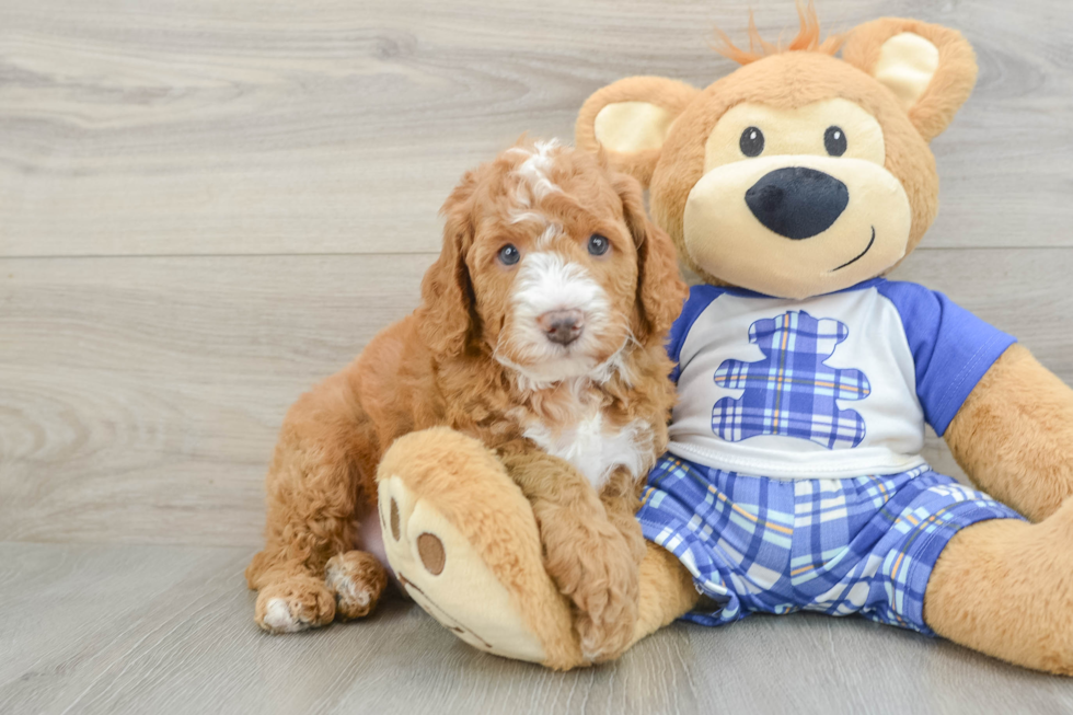 Funny Mini Bernedoodle Poodle Mix Pup