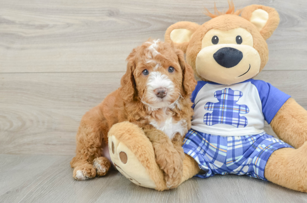 5 week old Mini Bernedoodle Puppy For Sale - Lone Star Pups