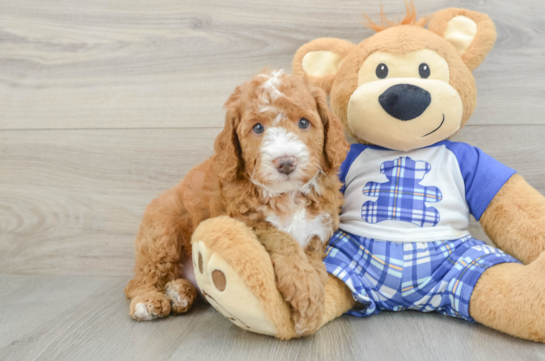 Funny Mini Bernedoodle Poodle Mix Pup