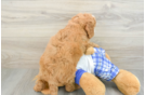 Best Mini Bernedoodle Baby