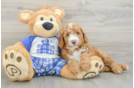 Mini Bernedoodle Pup Being Cute