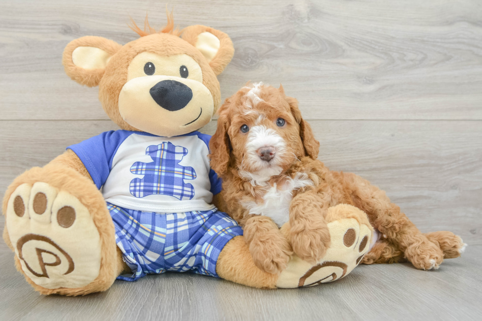 Mini Bernedoodle Pup Being Cute