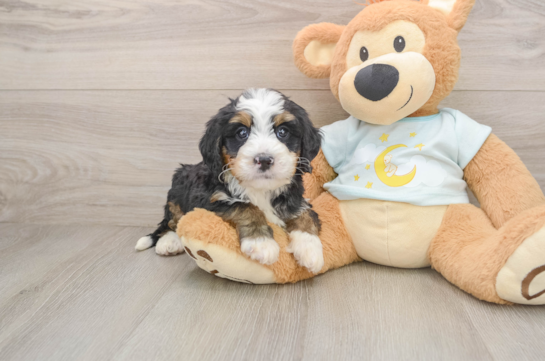 TREY, a Mini Bernedoodle littermate