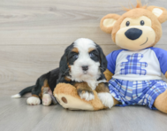 7 week old Mini Bernedoodle Puppy For Sale - Lone Star Pups
