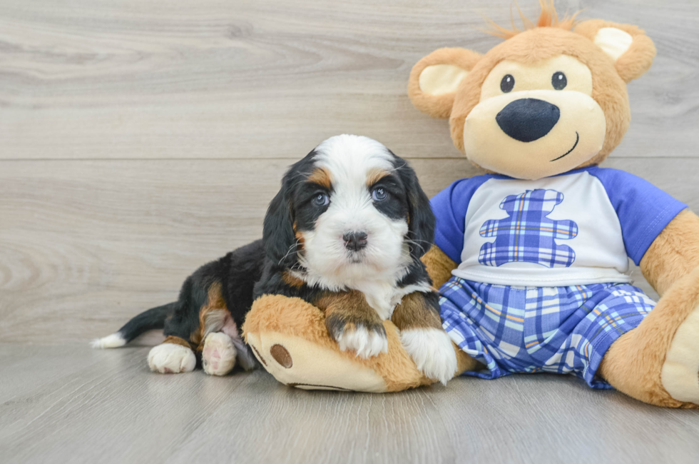 6 week old Mini Bernedoodle Puppy For Sale - Lone Star Pups