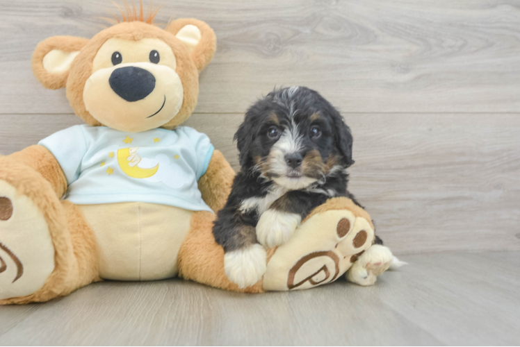 Best Mini Bernedoodle Baby