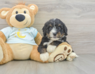 7 week old Mini Bernedoodle Puppy For Sale - Lone Star Pups