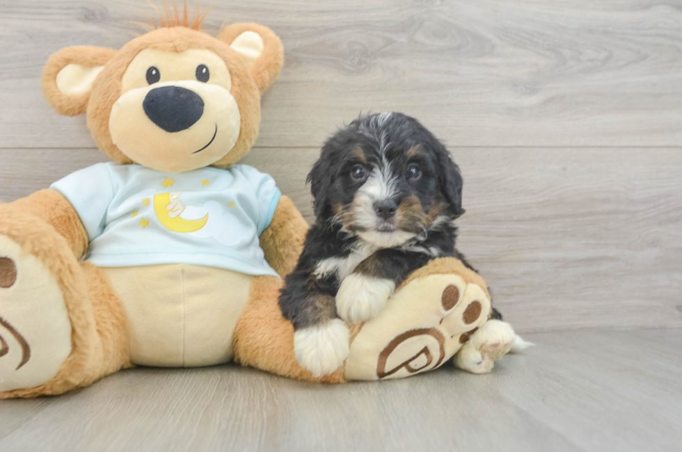 5 week old Mini Bernedoodle Puppy For Sale - Lone Star Pups