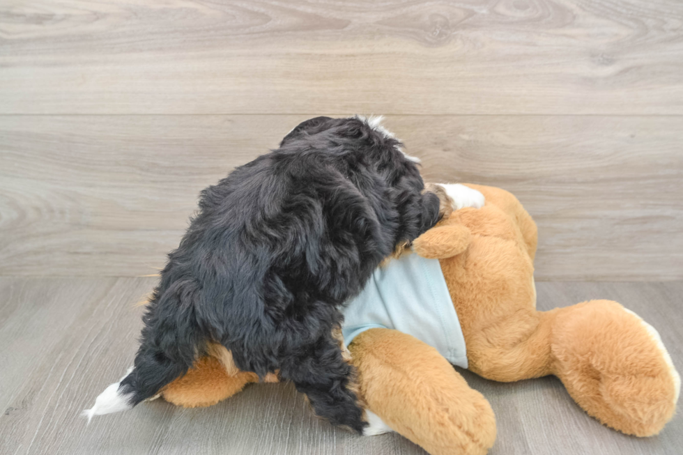 Mini Bernedoodle Pup Being Cute