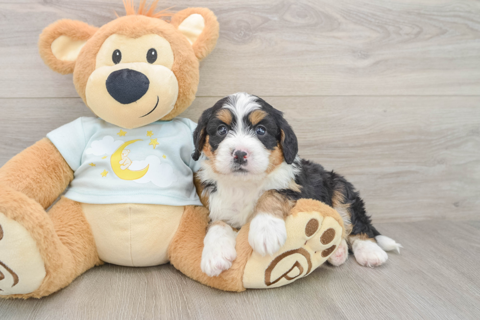 Sweet Mini Bernedoodle Baby