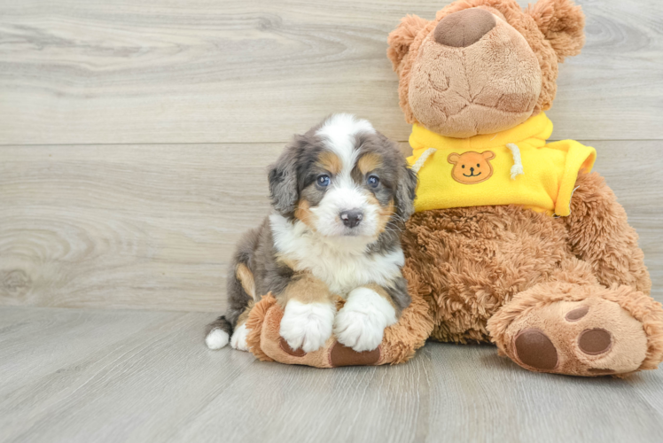 Small Mini Bernedoodle Baby