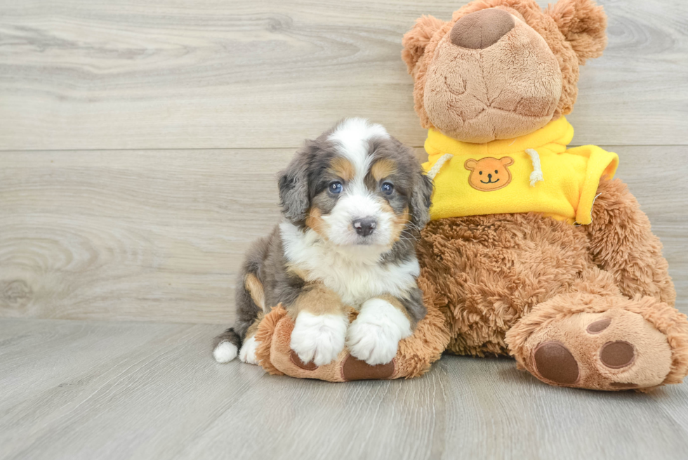 Small Mini Bernedoodle Baby