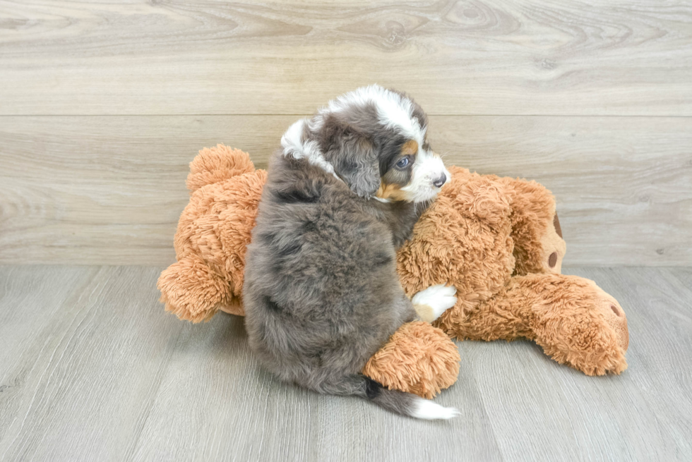 Sweet Mini Bernedoodle Baby