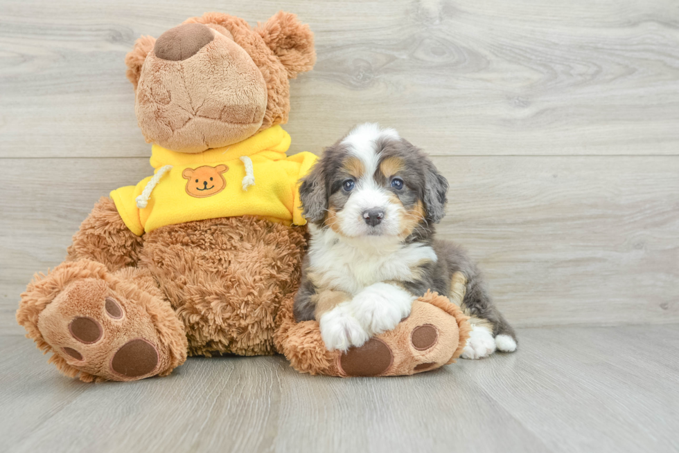 Mini Bernedoodle Puppy for Adoption