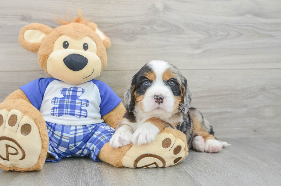 6 week old Mini Bernedoodle Puppy For Sale - Lone Star Pups