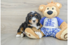 Mini Bernedoodle Puppy for Adoption