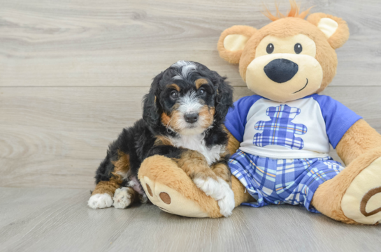 Mini Bernedoodle Puppy for Adoption