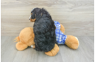 Playful Mini Bernesepoo Poodle Mix Puppy