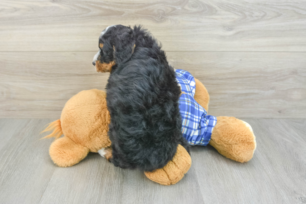 Playful Mini Bernesepoo Poodle Mix Puppy