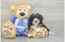 Friendly Mini Bernedoodle Baby