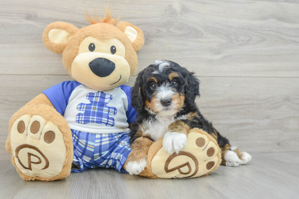 Friendly Mini Bernedoodle Baby