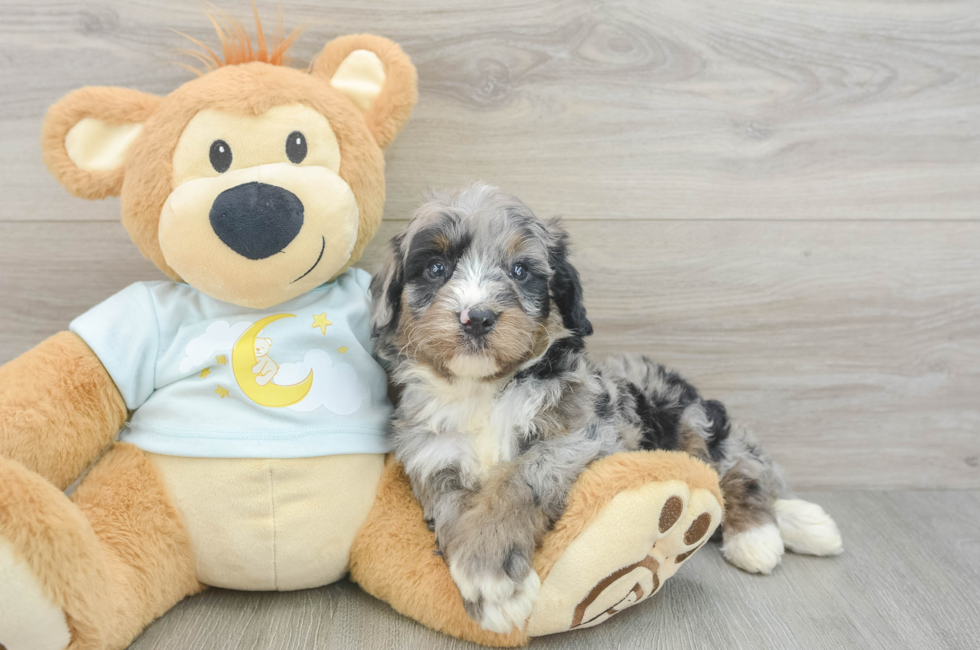 5 week old Mini Bernedoodle Puppy For Sale - Lone Star Pups